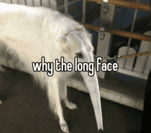 a white dog with a long nose and the words why the long face above it