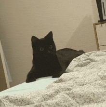 a black cat is laying on a bed with a blanket