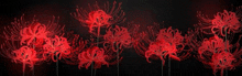 there are many red flowers on a black background .