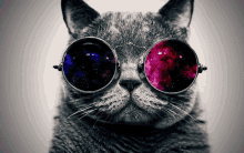 a cat wearing sunglasses with a galaxy reflection