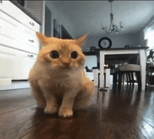 a cat is sitting on a wooden floor in a living room