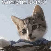 a kitten wearing a blue shirt is looking at the camera with the words `` whatcha doing '' .