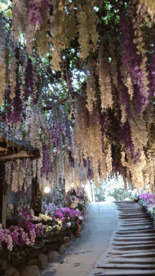 purple and white flowers are hanging from the trees