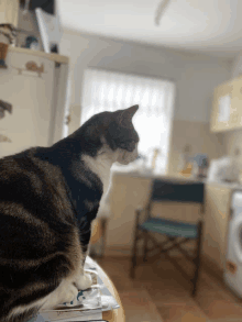 a cat is sitting on a table in front of a refrigerator that has a picture of a rabbit on it