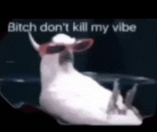 a white cow wearing sunglasses and horns says bitch don 't kill my vibe