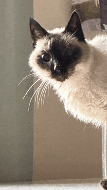 a close up of a cat 's face with a very long whisker