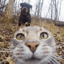 a cat and a dog are looking at the camera in the woods