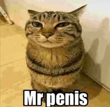 a cat is standing next to a wall and looking at the camera with the words `` mr penis '' written on it .