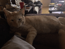 a cat is laying on a couch with a red cup in the background