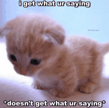 a kitten with a caption that says i get what ur saying doesn 't get what ur saying