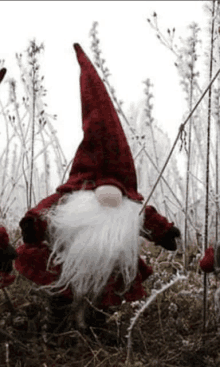 a christmas gnome with a red hat and beard is standing in a field .