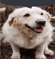 a white dog with a tag that says ' chris ' on it is smiling