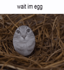 a picture of a cat in a nest with the words wait im egg above it