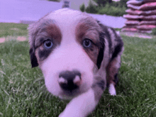 a brown and white puppy is looking at the camera