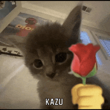 a kitten holding a red rose with the word kazu written on the bottom