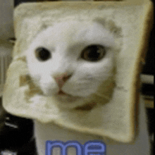 a white cat is sitting in a square of bread