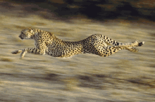 a cheetah is running across a field with a blurry background