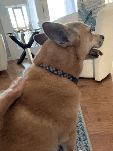 a dog wearing a blue and white plaid collar is being petted