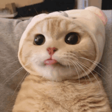 a close up of a cat wearing a white hat