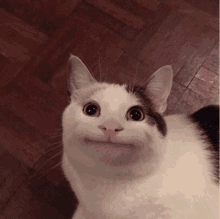 a black and white cat with a smiley face on its face