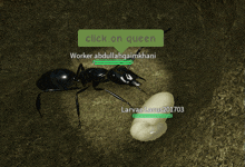 a black ant is standing next to a white worm and a green button that says click on queen