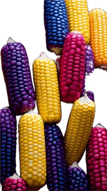 a bunch of different colored corn on the cob are stacked on top of each other