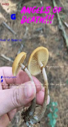 a person holding a mushroom with the words angels of death written on it