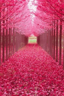 a row of trees with pink leaves covering the ground