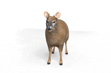 a 3d model of a deer is standing on a white background