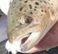 a close up of a person holding a fish in their hands .