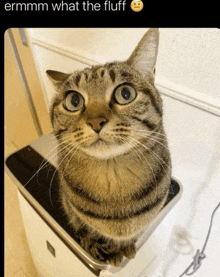 a cat sitting on top of a trash can with the caption " ermmmm what the fluff " above it