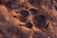 a close up of a paw print on a dirt ground