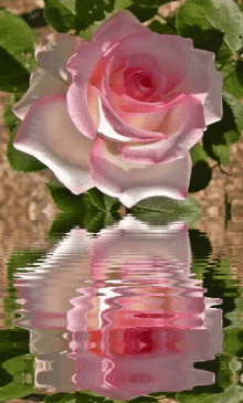 a pink and white rose is reflected in a pool of water