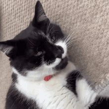 a black and white cat with a red collar on