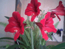 a bunch of red flowers are surrounded by greenery