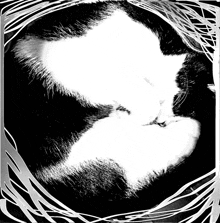 a black and white drawing of a cat sleeping in a circle