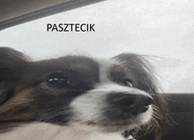 a small brown and white dog with the name pasztecik on the top