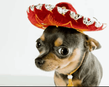 a small dog wearing a red sombrero looks at the camera