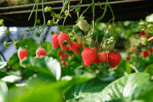 a bunch of strawberries are growing on a vine