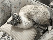 a cat laying on a pillow on top of a couch