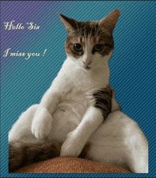 a picture of a cat with the words hello sis i miss you written above it