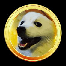 a picture of a white dog in a gold circle on a black background