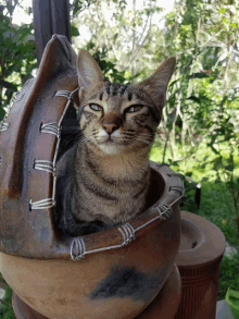 a cat is sitting in a clay pot with barbed wire around its neck