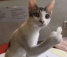 a cat is giving a thumbs up sign with its paw .