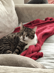 a cat laying on a couch with a red blanket on it