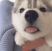 a person is holding a husky puppy with its tongue out