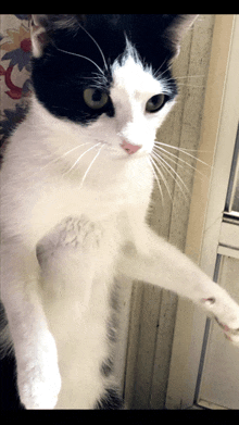 a black and white cat with green eyes standing on its hind legs