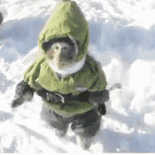 a small monkey wearing a green hoodie is walking through the snow .