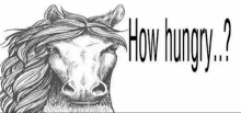 a drawing of a horse with the words " how hungry " below it