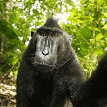 a black monkey is taking a selfie in a forest .